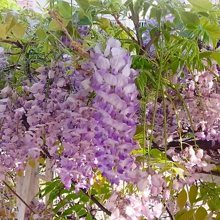 Happy Garden 아파트 베오그라드